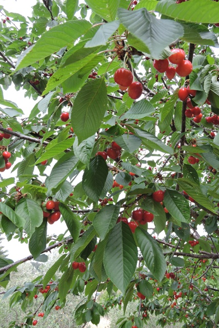 Cherries begging to be picked